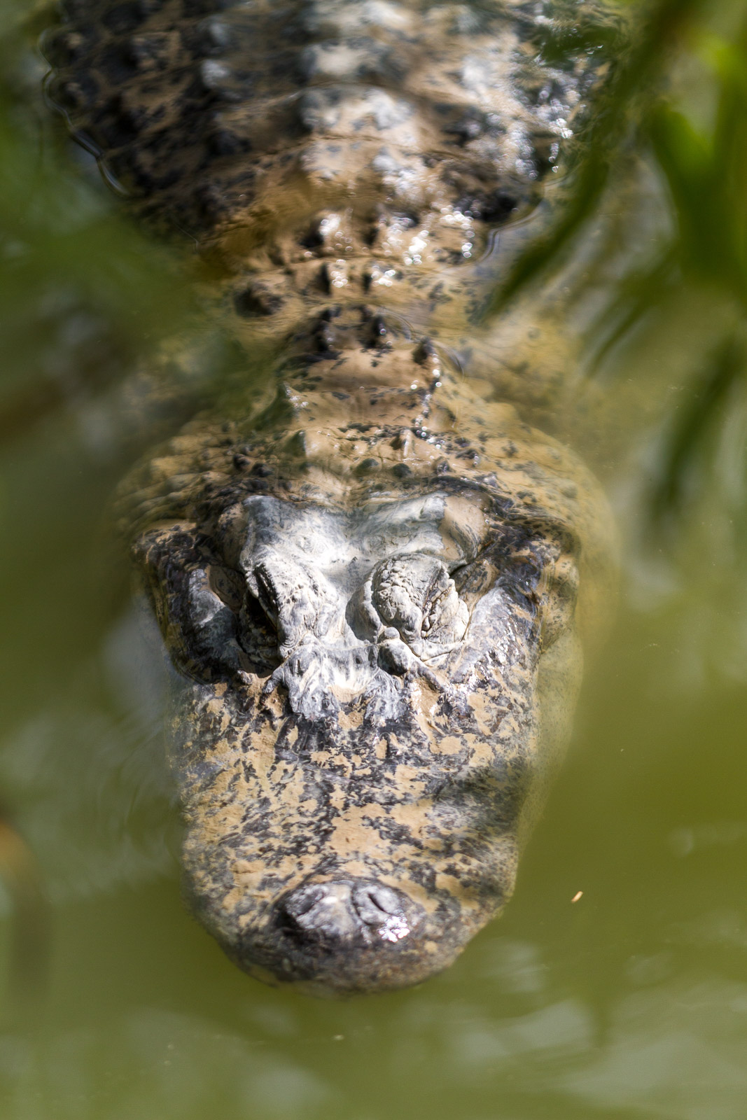 13 02 Homestead 055 IMG 5833